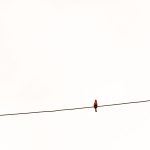 Contemplating Humanity and Nature: A Morning Encounter with a Bird on a Powerline