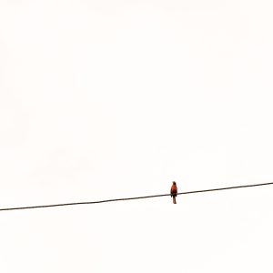 Read more about the article Contemplating Humanity and Nature: A Morning Encounter with a Bird on a Powerline
<span class="bsf-rt-reading-time"><span class="bsf-rt-display-label" prefix="Reading Time"></span> <span class="bsf-rt-display-time" reading_time="4"></span> <span class="bsf-rt-display-postfix" postfix="mins"></span></span><!-- .bsf-rt-reading-time -->