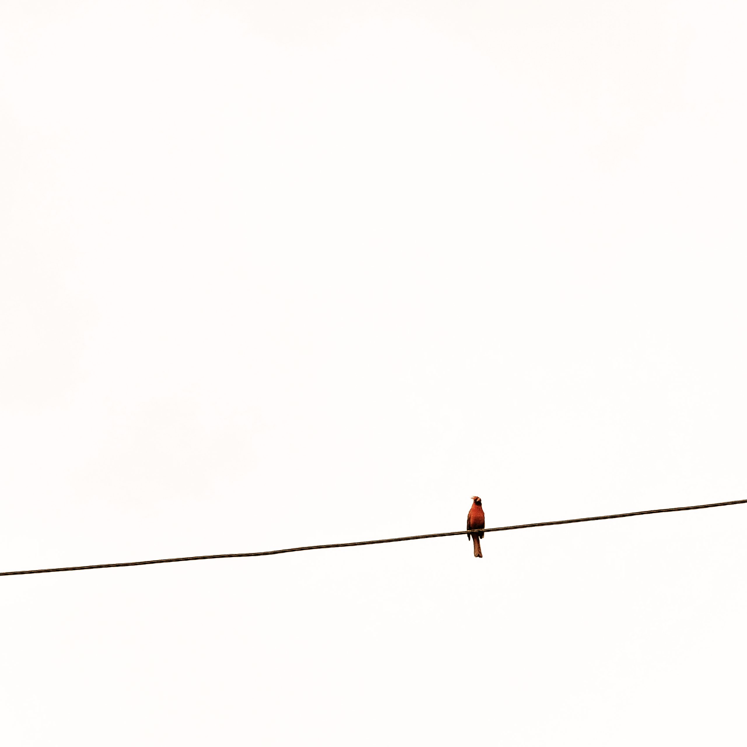 Read more about the article Contemplating Humanity and Nature: A Morning Encounter with a Bird on a Powerline